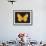 Summer Butterfly IV-Sophie Golaz-Framed Giclee Print displayed on a wall