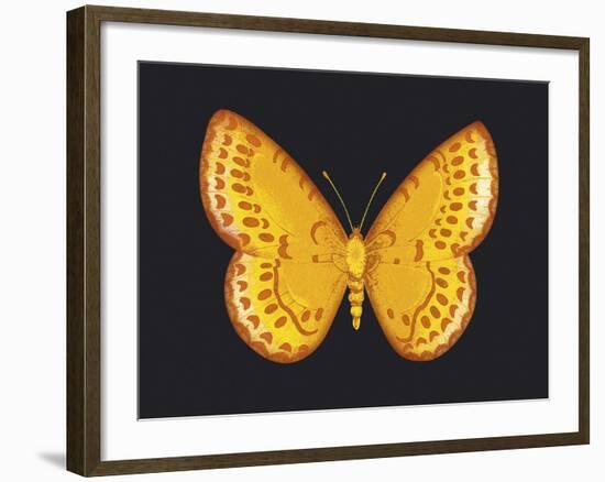 Summer Butterfly IV-Sophie Golaz-Framed Giclee Print