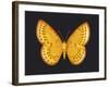 Summer Butterfly IV-Sophie Golaz-Framed Giclee Print