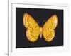 Summer Butterfly IV-Sophie Golaz-Framed Giclee Print