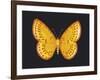 Summer Butterfly IV-Sophie Golaz-Framed Giclee Print