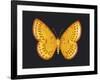 Summer Butterfly IV-Sophie Golaz-Framed Giclee Print