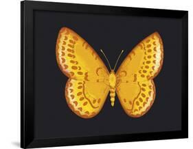 Summer Butterfly IV-Sophie Golaz-Framed Giclee Print