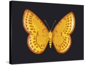 Summer Butterfly IV-Sophie Golaz-Stretched Canvas