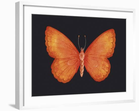 Summer Butterfly V-Sophie Golaz-Framed Giclee Print