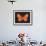 Summer Butterfly V-Sophie Golaz-Framed Giclee Print displayed on a wall