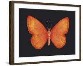 Summer Butterfly V-Sophie Golaz-Framed Giclee Print