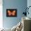 Summer Butterfly V-Sophie Golaz-Mounted Giclee Print displayed on a wall