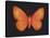 Summer Butterfly V-Sophie Golaz-Stretched Canvas