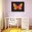 Summer Butterfly V-Sophie Golaz-Stretched Canvas displayed on a wall