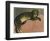 Summer, Cat on a Railing-Théophile Alexandre Steinlen-Framed Giclee Print