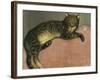 Summer, Cat on a Railing-Théophile Alexandre Steinlen-Framed Giclee Print