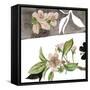 Summer Cherry Blossom II-Melissa Wang-Framed Stretched Canvas