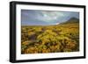 Summer Coastal Wildflower Landscape-Vincent James-Framed Photographic Print