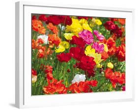 Summer Colour II-Ella Lancaster-Framed Giclee Print