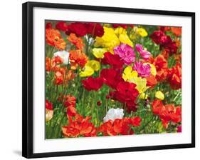 Summer Colour II-Ella Lancaster-Framed Giclee Print