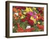 Summer Colour II-Ella Lancaster-Framed Giclee Print