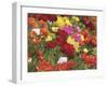 Summer Colour II-Ella Lancaster-Framed Giclee Print