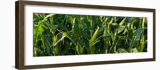 Summer Corn-Steve Gadomski-Framed Photographic Print