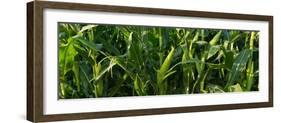 Summer Corn-Steve Gadomski-Framed Photographic Print