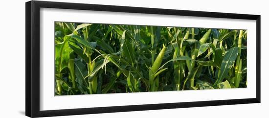 Summer Corn-Steve Gadomski-Framed Photographic Print