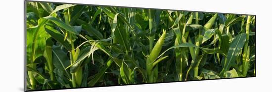 Summer Corn-Steve Gadomski-Mounted Photographic Print