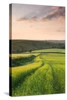 Summer Crops Growing in a Field Near Lanreath, Cornwall, England. Summer-Adam Burton-Stretched Canvas