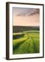 Summer Crops Growing in a Field Near Lanreath, Cornwall, England. Summer-Adam Burton-Framed Photographic Print