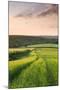 Summer Crops Growing in a Field Near Lanreath, Cornwall, England. Summer-Adam Burton-Mounted Photographic Print