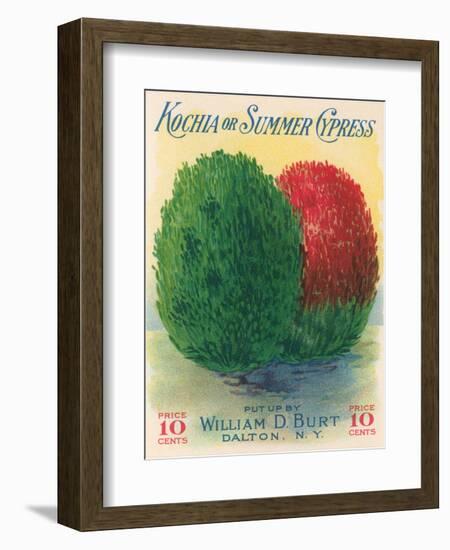 Summer Cypress Seed Packet-null-Framed Art Print