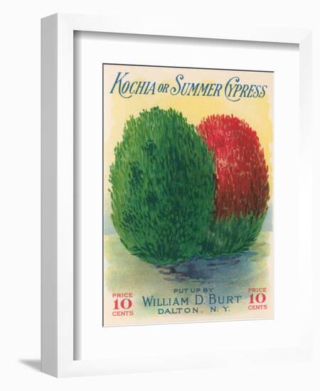 Summer Cypress Seed Packet-null-Framed Art Print