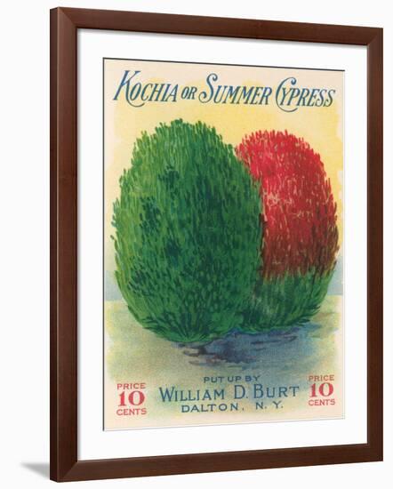 Summer Cypress Seed Packet-null-Framed Art Print