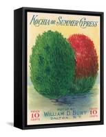 Summer Cypress Seed Packet-null-Framed Stretched Canvas