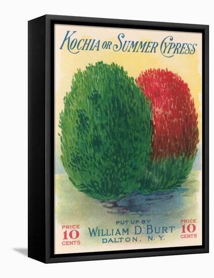 Summer Cypress Seed Packet-null-Framed Stretched Canvas