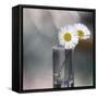 Summer Daisies-Incredi-Framed Stretched Canvas