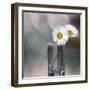 Summer Daisies-Incredi-Framed Giclee Print