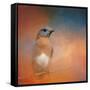 Summer Day Bluebird-Jai Johnson-Framed Stretched Canvas