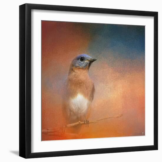 Summer Day Bluebird-Jai Johnson-Framed Giclee Print