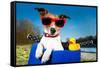 Summer Dog on Bike-Javier Brosch-Framed Stretched Canvas