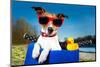 Summer Dog on Bike-Javier Brosch-Mounted Photographic Print