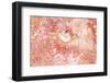 Summer dream-Heidi Westum-Framed Photographic Print