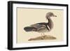 Summer Duck-Mark Catesby-Framed Art Print