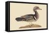 Summer Duck-Mark Catesby-Framed Stretched Canvas