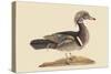 Summer Duck-Mark Catesby-Stretched Canvas