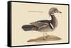Summer Duck-Mark Catesby-Framed Stretched Canvas