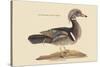 Summer Duck-Mark Catesby-Stretched Canvas