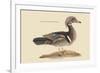 Summer Duck-Mark Catesby-Framed Art Print