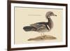 Summer Duck-Mark Catesby-Framed Art Print