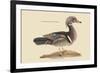 Summer Duck-Mark Catesby-Framed Art Print