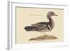 Summer Duck-Mark Catesby-Framed Art Print